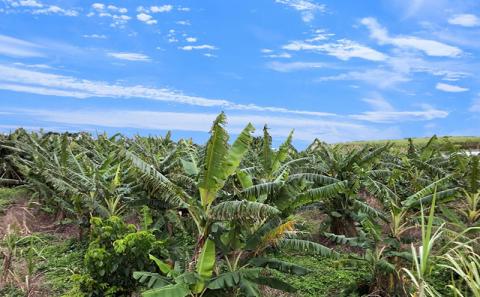 希少栽培種のばなな！ぐしちゃん銀バナナ約3Kg - バナナ 銀バナナ ナムワヌアン 果物 フルーツ 希少 国産 おすすめ 沖縄県 八重瀬町