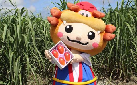 【先行受付】【2026年発送】JAおきなわの産直アップルマンゴー 約800g　2~4玉入り【ご家庭用・白箱】- 先行予約 沖縄 産地直送 南国フルーツ 旬の味覚 家庭用 オススメ 沖縄県 八重瀬町