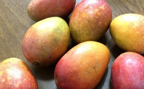 【先行受付】【2026年発送】生産組合が育てるアップルマンゴー 訳あり品 約1.5kg - 先行予約 沖縄県産 産地直送 南国フルーツ 旬の味覚 季節の果物 ご自宅用 家庭用 沖縄県 八重瀬町