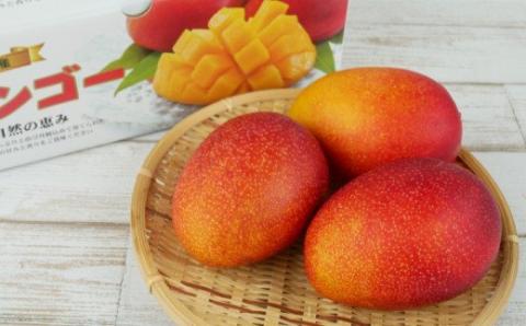 【先行受付】【2026年発送】生産組合が育てる厳選・完熟マンゴー約2kg - 先行予約 沖縄県産 産地直送 南国フルーツ アップルマンゴー 旬の味覚 季節の果物 贈り物 沖縄県 八重瀬町