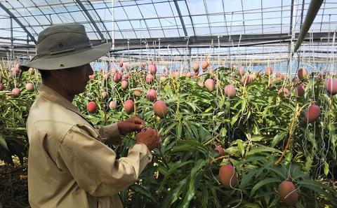 【化粧箱入】【先行受付・2026年発送】神谷ファームのマンゴー（極）約1Kg - 先行予約 沖縄県産 産地直送 南国フルーツ 旬の味覚 季節の果物 贈り物 ギフト 沖縄県 八重瀬町