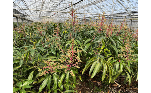 【先行受付】【2026年発送】生産組合が育てるアップルマンゴー約2kg（家庭用）- 先行予約 沖縄県産 産地直送 南国フルーツ 旬の味覚 季節の果物 ご自宅用 沖縄マンゴー 沖縄県 八重瀬町