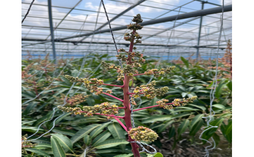 【先行受付】【2026年発送】神谷ファームのマンゴー（家庭用）約2Kg - 先行予約 沖縄県産 産地直送 南国フルーツ 旬の味覚 季節の果物 ご自宅用 沖縄マンゴー 沖縄県 八重瀬町