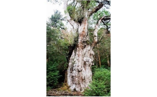 【グレイン】屋久杉リング -太めタイプ- 添（Sou）-「プラチナタイプ」- メンズ レディース 男性 女性 アクセサリー 贈り物 ギフト おしゃれ お揃い 指輪 木製品 一点物 人気 おすすめ 沖縄県 八重瀬町