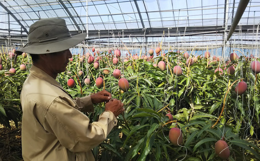 【化粧箱入】【先行受付・2026年発送】神谷ファームのマンゴー（秀）約1.5Kg - 先行予約 沖縄県産 産地直送 南国フルーツ 旬の味覚 季節の果物 贈り物 ギフト 沖縄県 八重瀬町