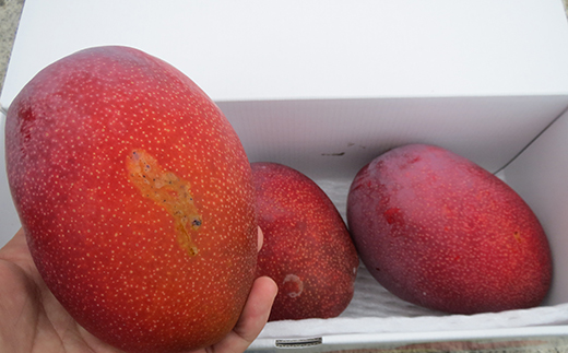 【先行受付】【2026年発送】伊集農園 沖縄県産マンゴー ご家庭用 約1kg - 先行予約 沖縄 産地直送 南国フルーツ 旬の味覚 家庭用 1キロ オススメ 沖縄県 八重瀬町