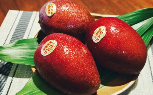 【化粧箱入】【先行受付・2026年発送】伊集農園 沖縄県産マンゴー（贈答用）約1kg - 先行予約 沖縄 産地直送 南国フルーツ 旬の味覚 旬のフルーツ 沖縄県 八重瀬町