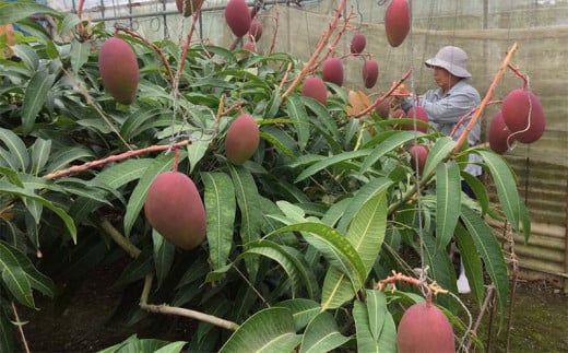 【化粧箱入】【先行受付・2026年発送】ママチチマンゴーファームの優品・化粧箱アップルマンゴー約1kg - 先行予約 沖縄県産 産地直送 南国フルーツ 旬の味覚 旬のフルーツ 贈り物 ギフト 沖縄県 八重瀬町