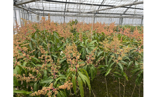 【先行受付】【2026年発送】屋宜原農園が丹精込めた「アップルマンゴー」優約1.5kg - 先行予約 沖縄県産 産地直送 南国フルーツ 旬の味覚 季節の果物 贈り物 ギフト 沖縄県 八重瀬町