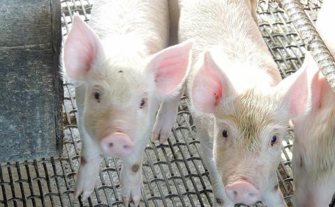 【沖縄のブランド豚・キビまる豚】しゃぶしゃぶ用スライスセット(1kg）- 豚肉 小分け 200gずつ 豚バラ ロース 肩ロース 豚しゃぶ 人気 部位 詰め合わせ セット おすすめ 人気 沖縄 ブランド豚 おすすめ 沖縄県 八重瀬町