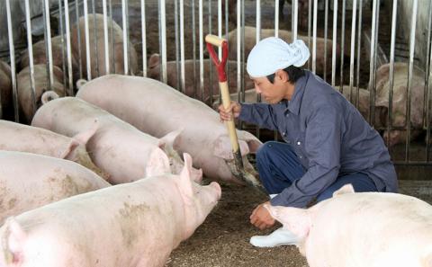 【ブランド豚・キビまる豚】ロース ステーキセット 600g - 豚ロース 豚ロース肉 甘み 脂 とんかつ トンカツ ポークソテー トンテキ おすすめ 人気 ブランド豚 沖縄県 八重瀬町