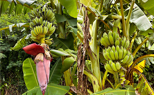 【希少栽培種】あかみね熱帯フルーツのアップルバナナ約3kg - 国産 希少種 フレッシュ 小ぶり 食べやすい おすすめ 沖縄県 八重瀬町
