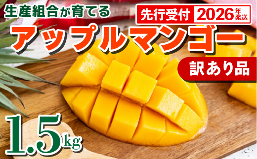 【先行受付】【2026年発送】生産組合が育てるアップルマンゴー 訳あり品 約1.5kg - 先行予約 沖縄県産 産地直送 南国フルーツ 旬の味覚 季節の果物 ご自宅用 家庭用 沖縄県 八重瀬町