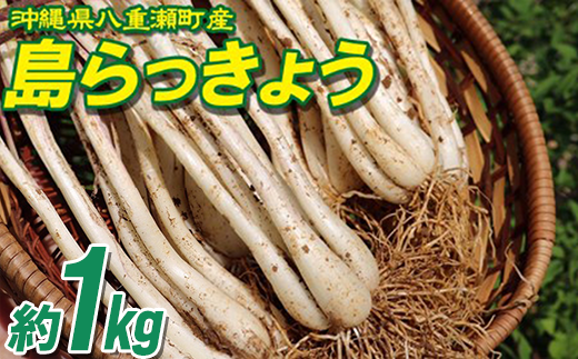 沖縄県八重瀬町産 島らっきょう約1kg - 国産 生らっきょう 甘酢漬け 漬物 天ぷら チャンプルー 有機栽培 おすすめ 送料無料