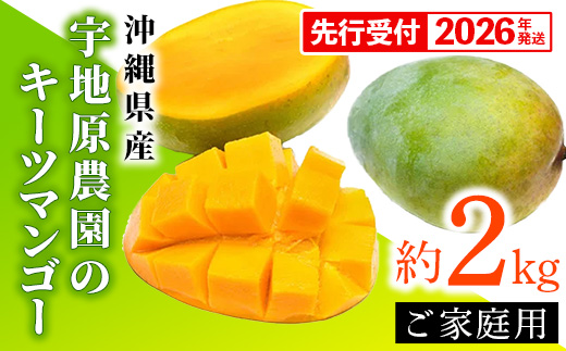 【先行受付】【2026年発送】宇地原農園の沖縄県産 家庭用キーツマンゴー約2kg - 先行予約 沖縄県産 産地直送 南国フルーツ 旬の味覚 季節の果物 ご自宅用 希少種 沖縄県 八重瀬町