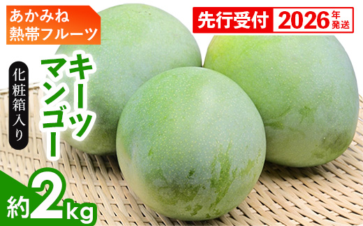 【化粧箱入】【先行受付・2026年発送】あかみね熱帯フルーツのキーツマンゴー約2kg - 先行予約 沖縄県産 産地直送 南国フルーツ 旬の味覚 季節の果物 希少種 化粧箱 ギフト 沖縄県 八重瀬町