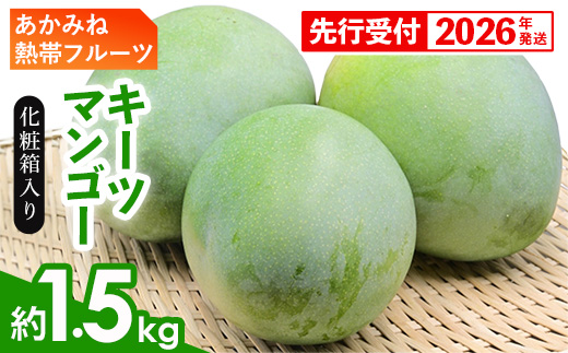 【化粧箱入】【先行受付・2026年発送】あかみね熱帯フルーツのキーツマンゴー約1.5kg - 先行予約 沖縄県産 産地直送 南国フルーツ 旬の味覚 季節の果物 希少種 化粧箱 ギフト 沖縄県 八重瀬町