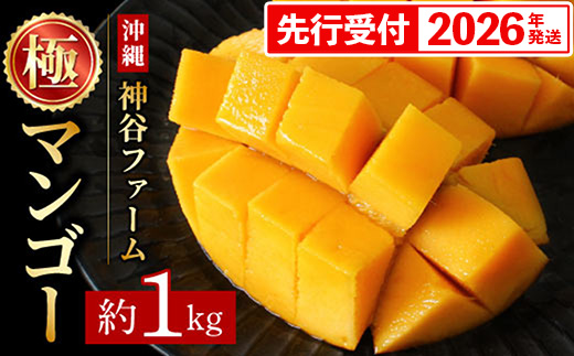 【化粧箱入】【先行受付・2026年発送】神谷ファームのマンゴー（極）約1Kg - 先行予約 沖縄県産 産地直送 南国フルーツ 旬の味覚 季節の果物 贈り物 ギフト 沖縄県 八重瀬町