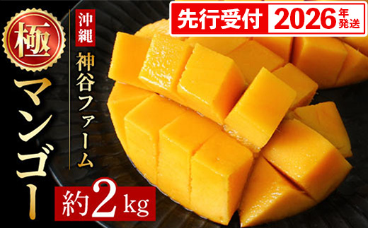 【化粧箱入】【先行受付・2026年発送】神谷ファームのマンゴー（極）約2Kg - 先行予約 沖縄県産 産地直送 南国フルーツ 旬の味覚 季節の果物 贈り物 ギフト 沖縄県 八重瀬町