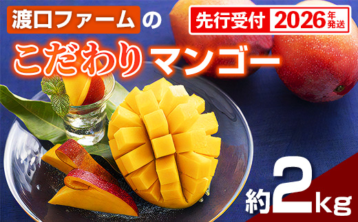 【化粧箱入】【先行受付・2026年発送】渡口ファームの こだわりマンゴー 約2kg - 先行予約 沖縄県産 産地直送 南国フルーツ 旬の味覚 季節の果物 贈り物 ギフト 沖縄県 八重瀬町
