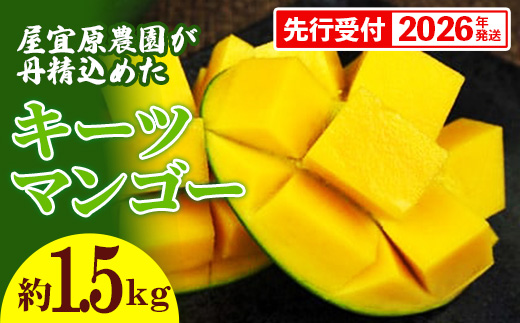 【先行受付】【2026年発送】屋宜原農園が丹精込めた「キーツマンゴー」約1.5kg - 先行予約 沖縄 産地直送 南国フルーツ 旬の味覚 沖縄県産 国産マンゴー 希少種 季節の果物 沖縄県 八重瀬町