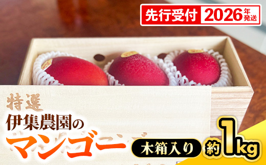 【木箱入】【先行受付・2026年発送】伊集農園 沖縄県産マンゴー（贈答用木箱）約1kg - 先行予約 沖縄 産地直送 南国フルーツ 旬の味覚 旬のフルーツ 贈り物 ギフト 沖縄県 八重瀬町