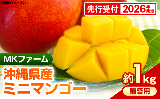 【先行受付】【2026年発送】MKファームの贈答用ミニマンゴー約1kg【贈答用】- 贈答用 ギフト 先行予約 沖縄県産 産地直送 南国フルーツ 旬の味覚 ミニマンゴー オススメ 沖縄県 八重瀬町