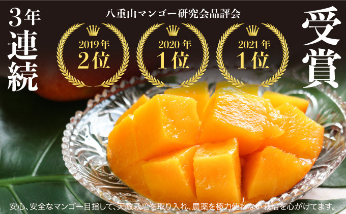 2026年 先行予約 アップルマンゴー 約4kg (8～12玉) 完熟 マンゴー ますみ農園 果物 フルーツ 005-a008_2026