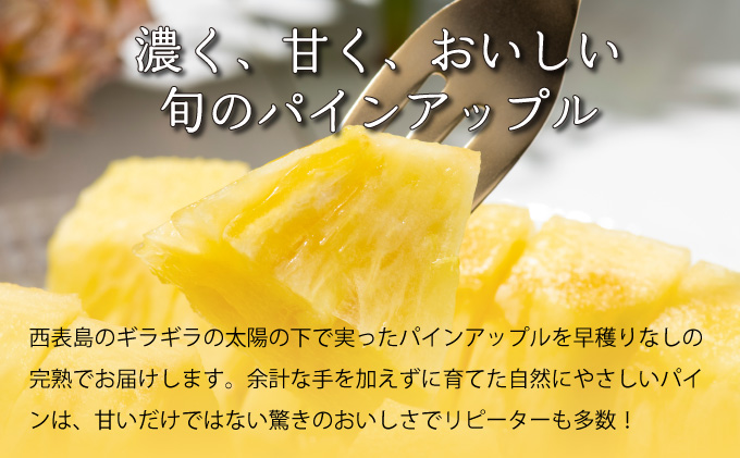 2026年 先行予約 完熟 パインアップル 約3kg 水鴨農園 パイン パイナップル 果物 フルーツ 020-a001_2026