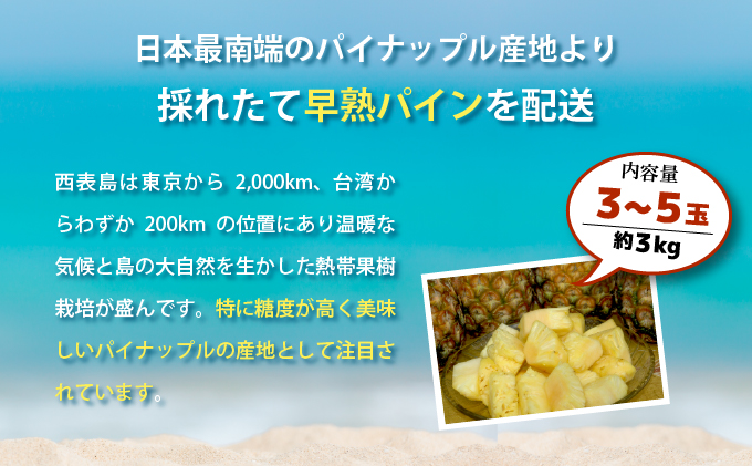 【2026年発送】南国の香り！ 早穫り完熟パイン[022-a005_2026]