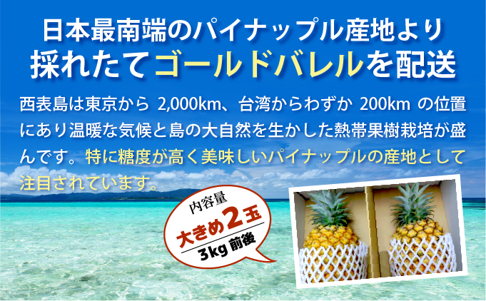 【2026年発送】ゴールドバレルビッグな２玉セット[022-a006_2026]