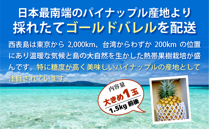 【2026年発送】ゴールドバレルビッグな１玉セット[022-a013_2026]