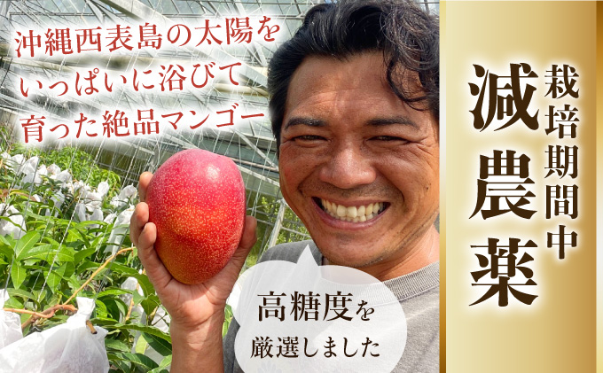 2026年 先行予約 【高糖度厳選】プレミアム完熟マンゴー１ｋｇ2～3玉(栽培期間中 減農薬栽培) アナナス農園 完熟 マンゴー 果物 フルーツ 023-a006_2026