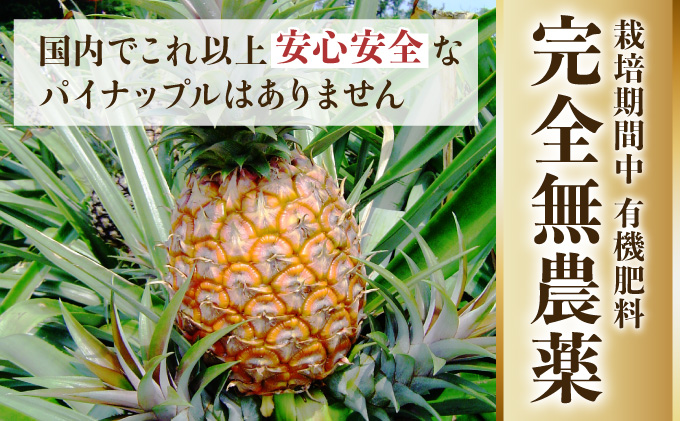 2024年 先行予約 パイナップル ついに実現！栽培期間中 完全 無農薬 アナナスピーチ 約6kg 6～12玉 果物 フルーツ