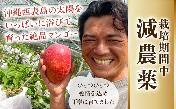 【訳あり】減農薬 アップルマンゴー 約1kg 2～4玉 【2026年6月中旬以降順次発送】アナナス農園 完熟 マンゴー 果物 フルーツ 023-a023_2026