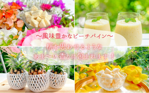 ☆新感覚の味わい☆桃のような芳醇な香りのする　『西表島産完熟ピーチパイン』約1.6kg（2～3個入）[025-a006_2026]