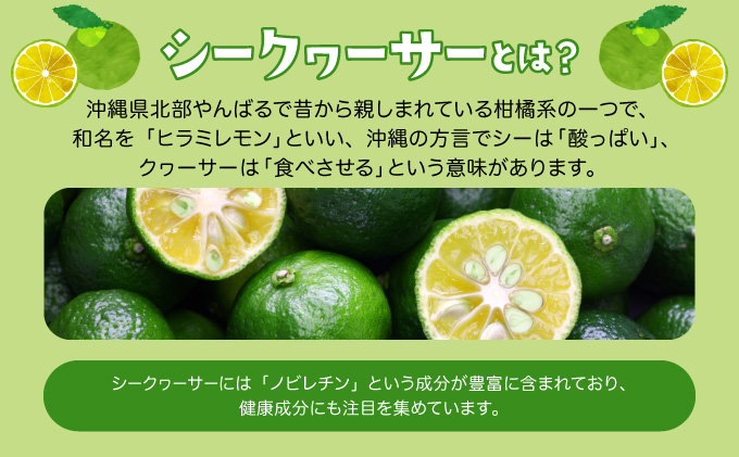 訳あり 2025年 先行予約 青切り シークヮサー 約4kg ☆西表島ふる～つらんど☆ 果物 フルーツ