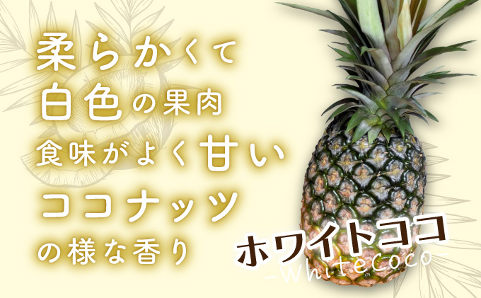 新品種高級パイナップル ホワイトココ 希少品種