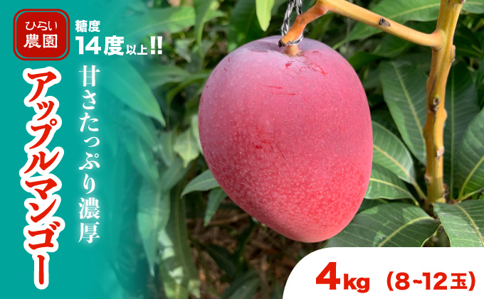 マンゴー 先行予約 沖縄 アップルマンゴー 約4kg 8玉～12玉 西表島 ひらい農園 2026年 発送 果物 フルーツ デザート 完熟 濃厚 027-a027_2026