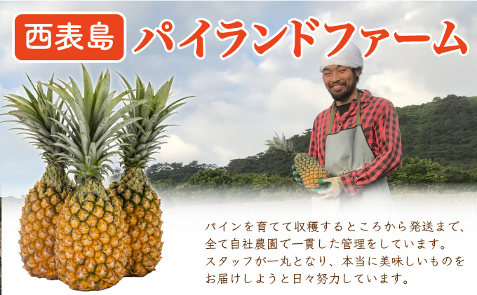 定期便3ヶ月4回 熟鮮スナックパイン 熟鮮ピーチパイン 熟鮮サンドルチェ(R) 3種の旬のパインと アップルマンゴーセット 2026年 先行予約 産地直送 沖縄 西表島[029-a006_2026]
