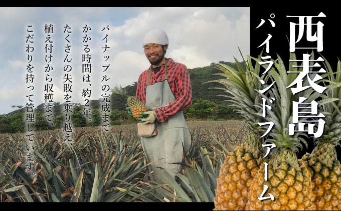 GOKUJUKU-極熟プレミアムサンドルチェ(R) 1.4kg以上 1玉　2026年　先行予約 パイナップル 沖縄 高糖度秀品 贈答用 贈り物 パイン 果物 フルーツ デザート 希少 西表島[029-a010_2026]