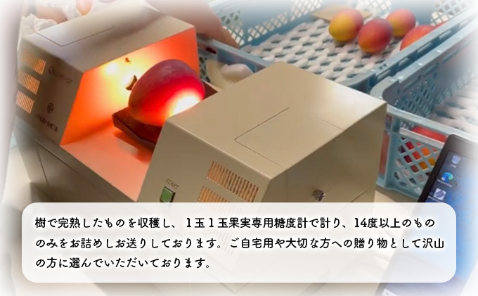 2026年 先行予約 アップルマンゴー 約2kg 4～6玉 セット 八重山マンゴー品評会総合1位を計3回獲得！高糖度保証！農園ファイミール 濃厚 果物 フルーツ 031-a007_2026