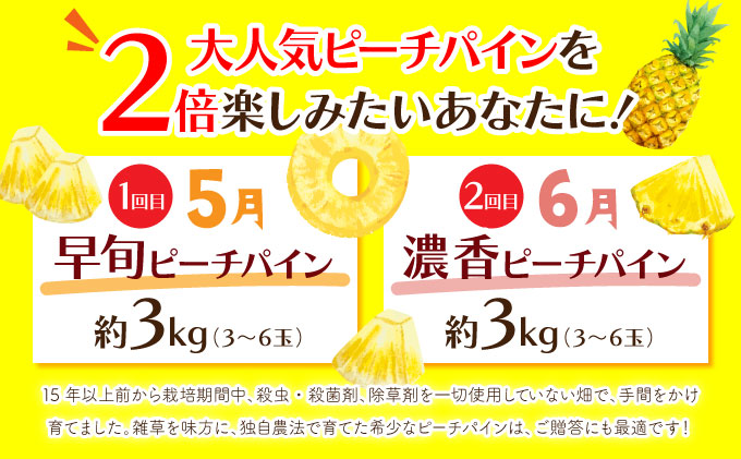 定期便 2ヶ月 2026年 先行予約 ピーチパイン 約3kg 西表島 絶品 初エコファーマー認定 パイン 果物 フルーツ 2回 お楽しみ 036-a003_2026
