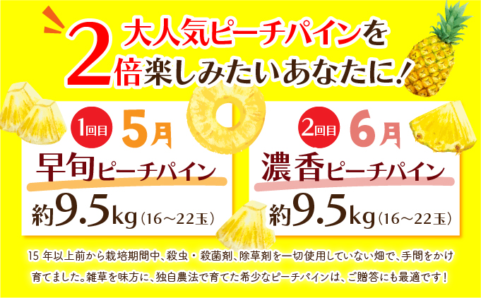 定期便 2ヶ月 2026年 先行予約 ピーチパイン 約9.5kg 絶品 ★たっぷり大家族サイズ★ 西表島 初エコファーマー認定 パイン 果物 フルーツ 2回 お楽しみ 036-a009_2026