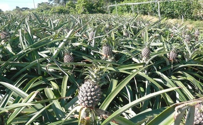 2025年 先行予約 ピーチパイン 約2kg 3～4玉 西表島 たくみ農園 果物 フルーツ