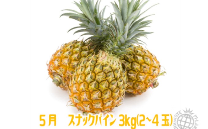 定期便 2ヶ月 2024年 先行予約 スナックパイン ピーチパイン 2種の旬のパイン パイン畑から直送