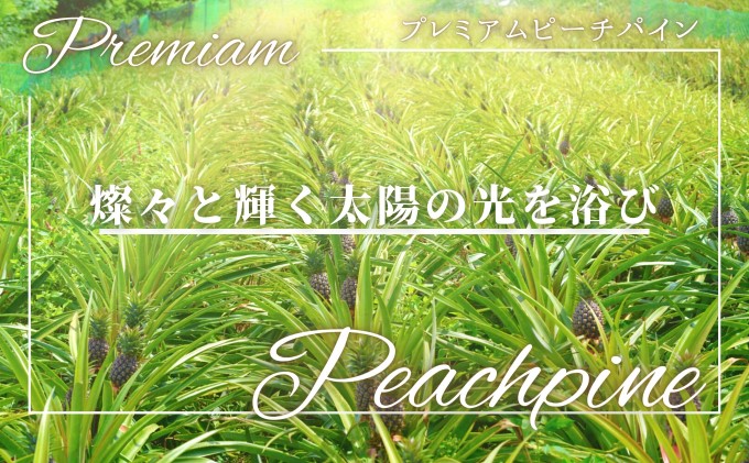 2025年 先行予約 人気No.５ 西表島ナウパカ 完熟 プレミアム ピーチパイン 約2Kg ☆栽培期間中 農薬・化学肥料不使用☆　西表島ナウパカ