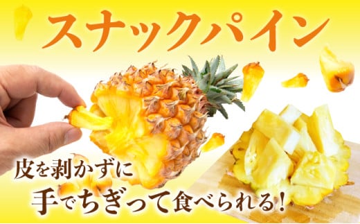 【手でちぎって食べる楽しさ】熟鮮スナックパイン2kg（2～3玉）2026年 先行予約　沖縄　西表島 2kg（2～3玉）