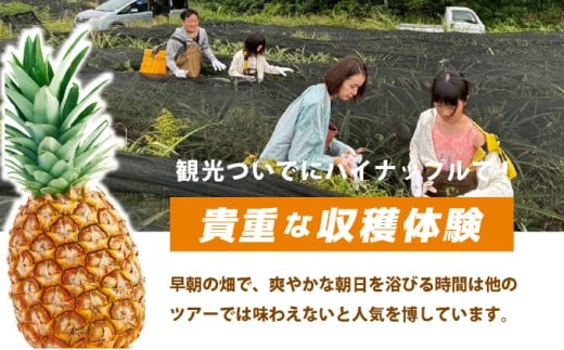 パイナップル収穫体験【5名】爽やかな朝日を浴びた中での開催♪（4月25日～6月15日開催） 5名