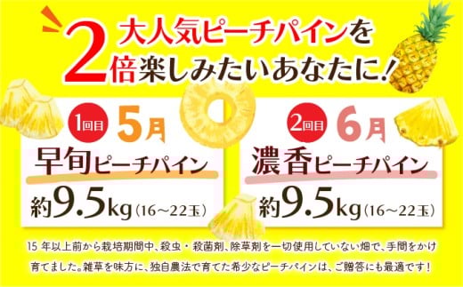 定期便 2ヶ月 絶品ピーチパイン 約9.5kg 【P-SOU/P】2026年 先行予約 ★たっぷり大家族サイズ★ 西表島 初エコファーマー認定 パイン 果物 フルーツ 2回 お楽しみ【036-a009】 約9.5kg